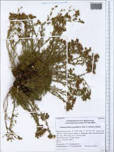 Chamaerhodos grandiflora (Pall. ex Schult.) Bunge, Siberia, Baikal & Transbaikal region (S4) (Russia)