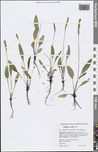 Plantago urvillei Opiz, Siberia, Baikal & Transbaikal region (S4) (Russia)