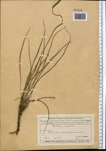 Plantago maritima L., Middle Asia, Muyunkumy, Balkhash & Betpak-Dala (M9) (Kazakhstan)