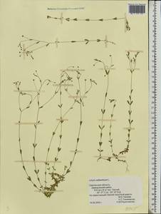 Linum catharticum L., Eastern Europe, Western region (E3) (Russia)