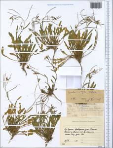 Arabidopsis lyrata subsp. petraea (L.) O'Kane & Al-Shehbaz, Siberia, Yakutia (S5) (Russia)