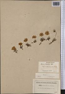 Dryas integrifolia Vahl, America (AMER) (Not classified)