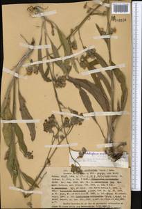 Lindelofia anchusoides subsp. anchusoides, Middle Asia, Western Tian Shan & Karatau (M3) (Kazakhstan)