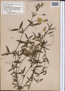 Lathyrus pratensis L., Middle Asia, Northern & Central Tian Shan (M4) (Kyrgyzstan)