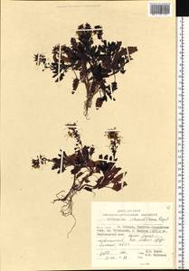 Veronica schmidtiana Regel, Siberia, Russian Far East (S6) (Russia)