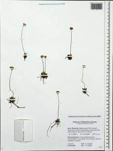 Androsace bungeana Schischk. & Bobrov, Siberia, Baikal & Transbaikal region (S4) (Russia)