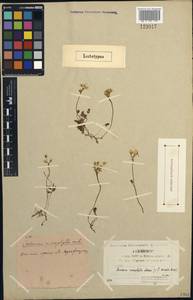 Cardamine microphylla Adams, Siberia, Yakutia (S5) (Russia)