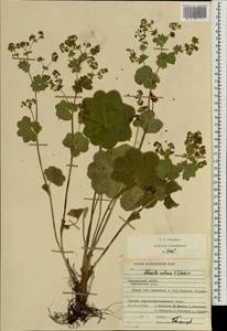 Alchemilla ventiana V. N. Tikhom., Eastern Europe, Middle Volga region (E8) (Russia)