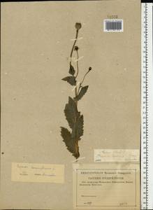 Papaver somniferum L., Eastern Europe, Middle Volga region (E8) (Russia)