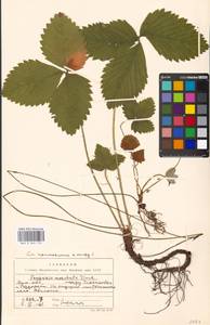 Fragaria moschata Duchesne, Eastern Europe, Moscow region (E4a) (Russia)