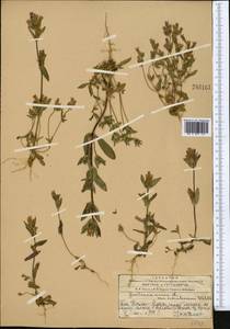 Gentianella turkestanorum (Gandoger) Holub, Middle Asia, Western Tian Shan & Karatau (M3) (Kazakhstan)