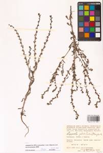 Lappula patula (Lehm.) Menyh., Eastern Europe, Lower Volga region (E9) (Russia)