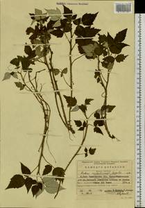 Rubus sachalinensis H. Lév., Eastern Europe, Eastern region (E10) (Russia)