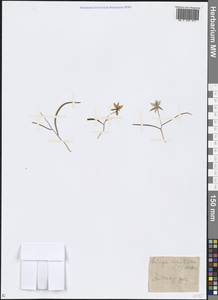 Tulipa, Middle Asia, Northern & Central Kazakhstan (M10) (Kazakhstan)