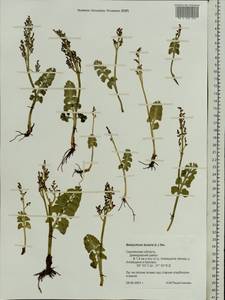Botrychium lunaria (L.) Sw., Eastern Europe, Western region (E3) (Russia)