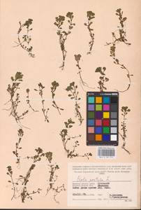 Lythrum portula (L.) D. A. Webb, Eastern Europe, Western region (E3) (Russia)