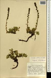 Artemisia viridis Willd., Mongolia (MONG) (Mongolia)