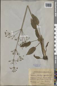 Alisma plantago-aquatica L., Siberia, Russian Far East (S6) (Russia)