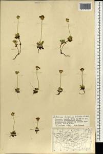 Androsace bungeana Schischk. & Bobrov, Mongolia (MONG) (Mongolia)