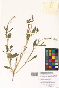 Chorispora tenella (Pall.) DC., Eastern Europe, Lower Volga region (E9) (Russia)