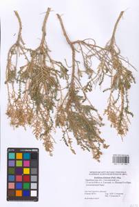 Kalidium foliatum (Pall.) Moq., Eastern Europe, Eastern region (E10) (Russia)