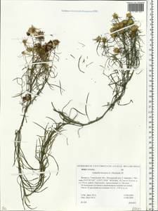 Galatella linosyris (L.) Rchb. fil., Eastern Europe, Belarus (E3a) (Belarus)