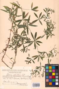 Galium intermedium Schult., Eastern Europe, Moscow region (E4a) (Russia)