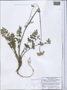 Seseli mucronatum (Schrenk) Pimenov & Sdobnina, Middle Asia, Pamir & Pamiro-Alai (M2) (Tajikistan)