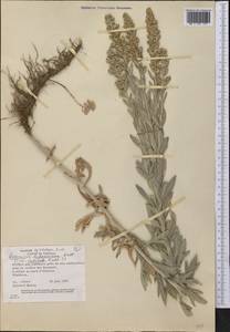 Artemisia ludoviciana Nutt., America (AMER) (United States)