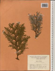 Thuja koraiensis Nakai, South Asia, South Asia (Asia outside ex-Soviet states and Mongolia) (ASIA) (North Korea)