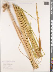 Typha domingensis Pers., Caucasus, Black Sea Shore (from Novorossiysk to Adler) (K3) (Russia)