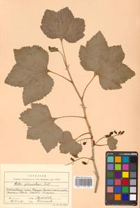 Ribes procumbens Pall., Siberia, Russian Far East (S6) (Russia)