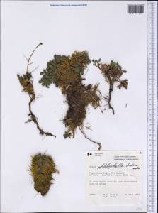 Salix phlebophylla Anderss., America (AMER) (Canada)