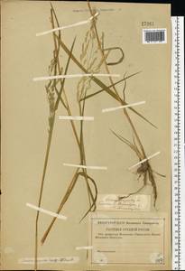 Leersia oryzoides (L.) Sw., Eastern Europe, Western region (E3) (Russia)