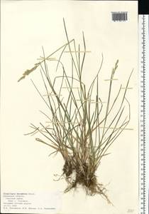 Danthonia decumbens (L.) DC., Eastern Europe, Central region (E4) (Russia)