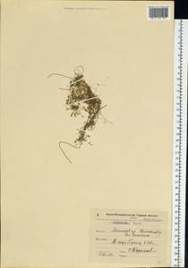 Sagina procumbens L., Eastern Europe, North-Western region (E2) (Russia)