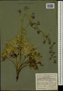 Delphinium linearilobum (Trautv.) N. Busch, Caucasus, Dagestan (K2) (Russia)