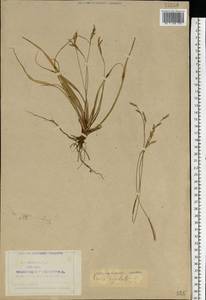 Carex digitata L., Eastern Europe, Northern region (E1) (Russia)