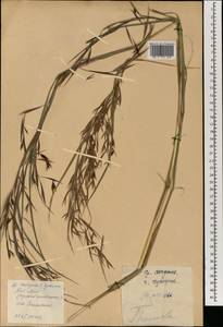 Themeda triandra Forssk., South Asia, South Asia (Asia outside ex-Soviet states and Mongolia) (ASIA) (China)