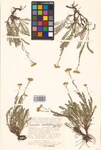 Tanacetum achilleifolium (M. Bieb.) Sch. Bip., Middle Asia, Caspian Ustyurt & Northern Aralia (M8) (Kazakhstan)
