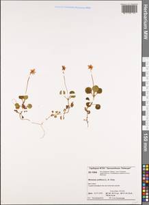 Moneses uniflora (L.) A. Gray, Siberia, Central Siberia (S3) (Russia)