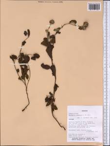 Waltheria communis A. St.-Hil., America (AMER) (Paraguay)