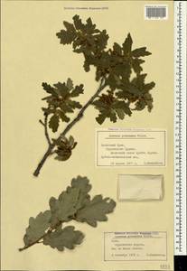 Quercus pubescens Willd. , nom. cons., Crimea (KRYM) (Russia)