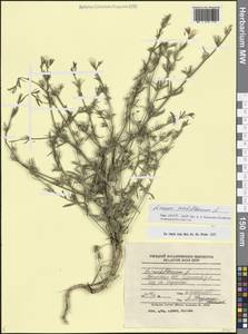 Linum nodiflorum L., Caucasus, Armenia (K5) (Armenia)