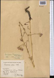 Saussurea turgaiensis B. Fedtsch., Middle Asia, Syr-Darian deserts & Kyzylkum (M7) (Tajikistan)