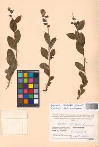Spiraea × rosalba Dippel, Eastern Europe, Moscow region (E4a) (Russia)