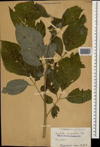 Klasea quinquefolia (Willd.) Greuter & Wagenitz, Caucasus, Armenia (K5) (Armenia)