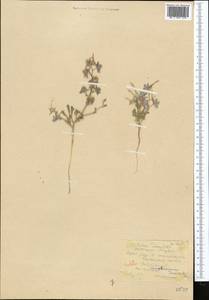 Delphinium camptocarpum Fisch. & C. A. Mey., Middle Asia, Karakum (M6) (Turkmenistan)