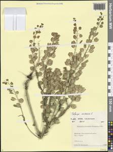 Thlaspi arvense L., Caucasus, Dagestan (K2) (Russia)
