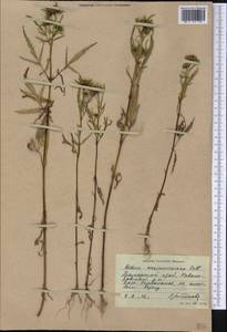 Bidens maximowicziana Oett., Siberia, Russian Far East (S6) (Russia)
